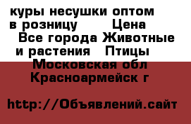 куры несушки.оптом 160 в розницу 200 › Цена ­ 200 - Все города Животные и растения » Птицы   . Московская обл.,Красноармейск г.